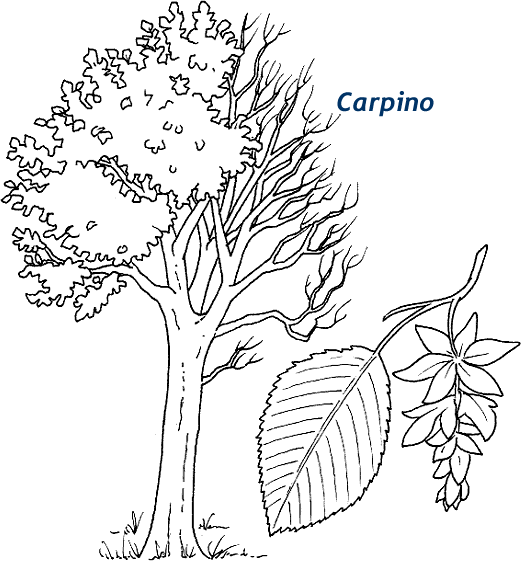 carpino.gif