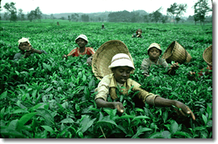 Bambini del Ruanda che lavorano in una piantagione per raccogliere le foglie del tè