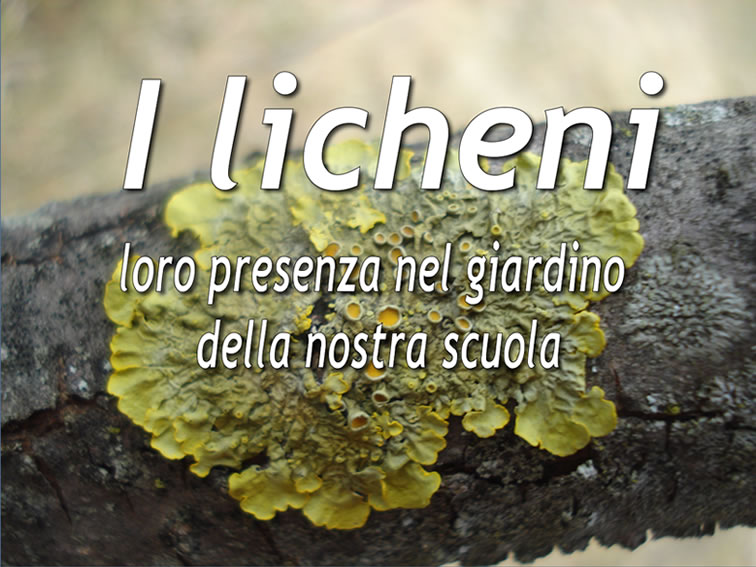 I licheni - la copertina della presentazione