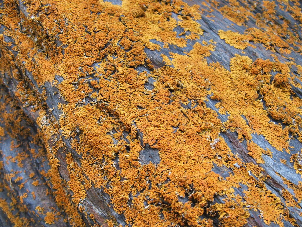 File:Licheni su roccia