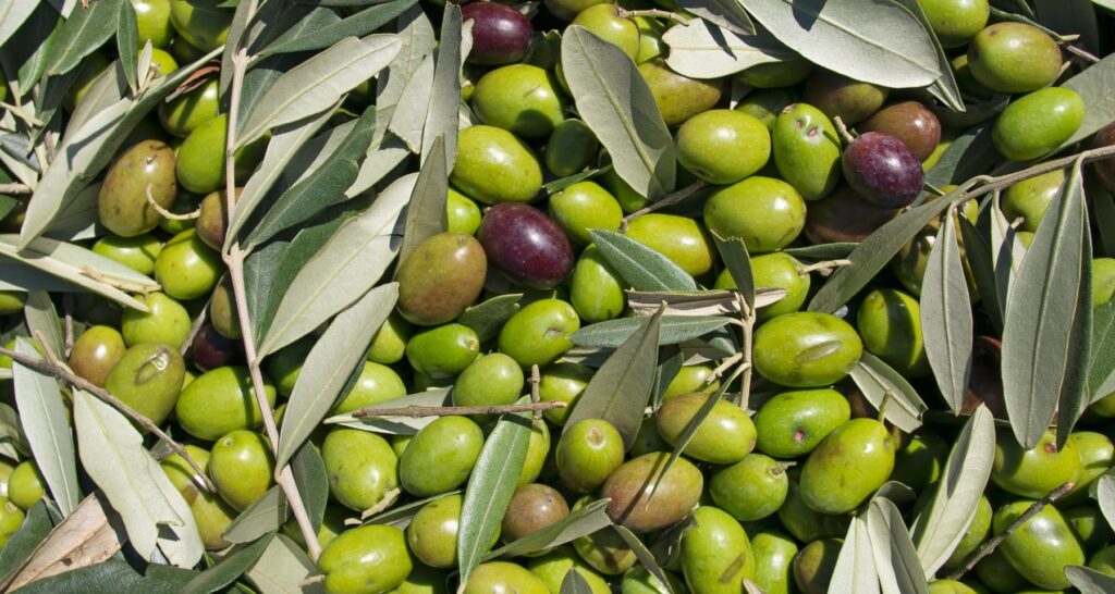 Miglior abbacchiatore olive a batteria Miglior abbacchiatore olive a batteria