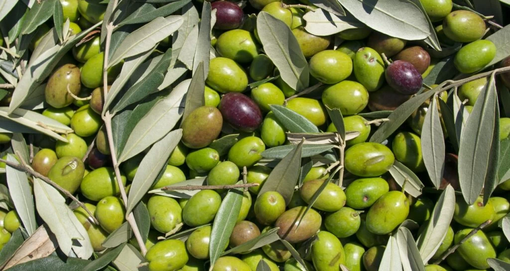 Miglior abbacchiatore olive a batteria Miglior abbacchiatore olive a batteria